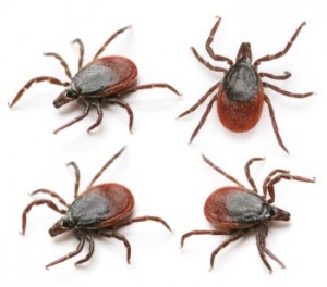 Ticks 2