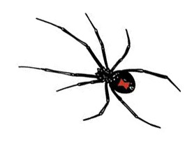 Eliminate House Spiders with Our Spider Treatment in Arizona
