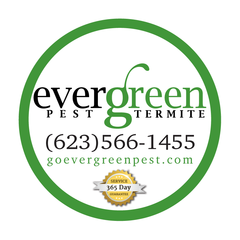 Evergreen Pest Control Call 6235661455. Phoenix Valley Wide Pest